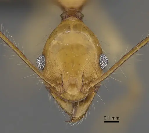 Pheidole clara specimen CASENT0494849 image casent0494849_2