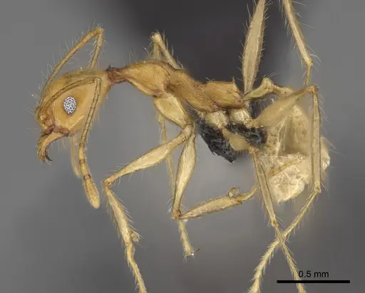 Pheidole clara specimen CASENT0494849 image casent0494849_3