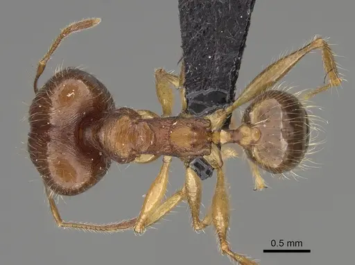 Pheidole clara specimen CASENT0494851 image casent0494851_1