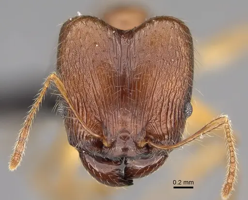 Pheidole clara specimen CASENT0494851 image casent0494851_2