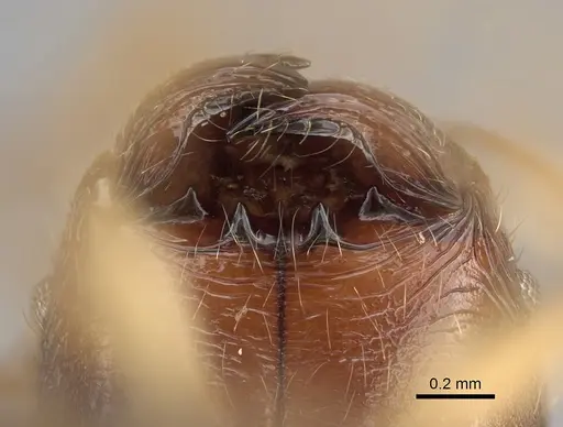 Pheidole clara specimen CASENT0494851 image casent0494851_3