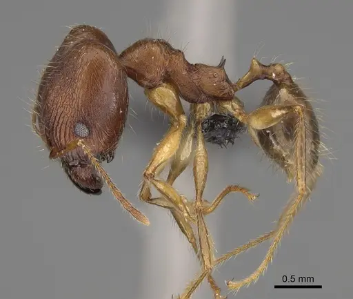 Pheidole clara specimen CASENT0494851 image casent0494851_4