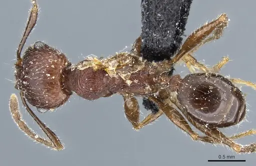 Pheidole clavata specimen CASENT0904222 image casent0904222_1