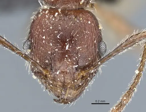 Pheidole clavata specimen CASENT0904222 image casent0904222_2