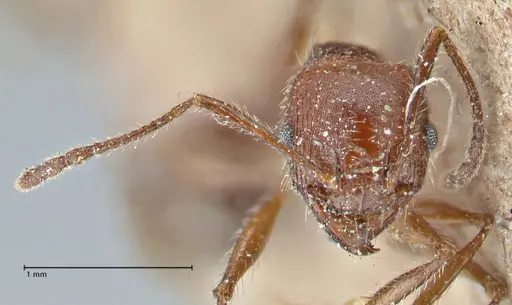 Pheidole clavata specimen FOCOL2918-1 image focol2918-1_1