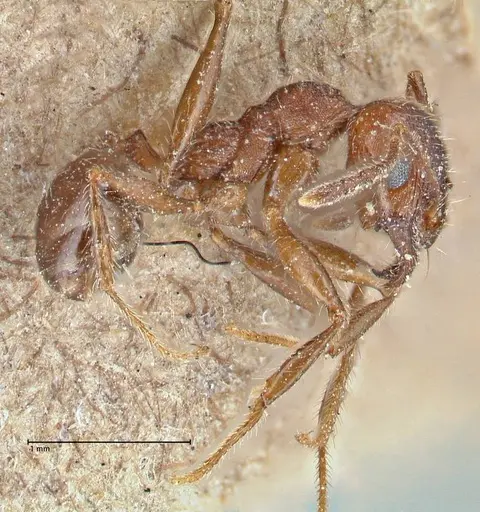 Pheidole clavata specimen FOCOL2918-1 image focol2918-1_2