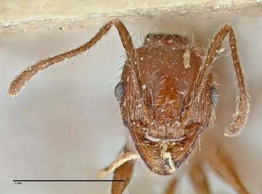 Pheidole clavata specimen FOCOL2918-2 image focol2918-2_1