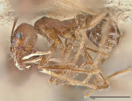 Pheidole clavata specimen FOCOL2918-2 image focol2918-2_2