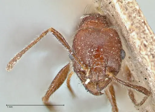 Pheidole clavata specimen FOCOL2918-3 image focol2918-3_1