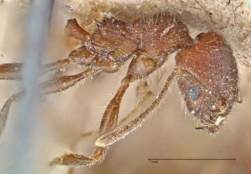 Pheidole clavata specimen FOCOL2918-3 image focol2918-3_2
