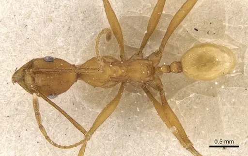 Pheidole claviscapa specimen CASENT0901478 image casent0901478_1