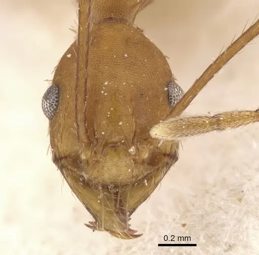 Pheidole claviscapa specimen CASENT0901478 image casent0901478_2