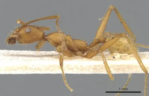 Pheidole claviscapa specimen CASENT0901478 image casent0901478_3