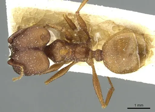 Pheidole claviscapa specimen CASENT0913290 image casent0913290_1