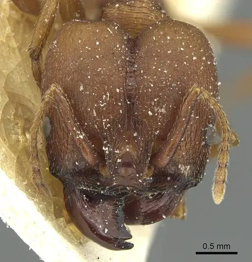 Pheidole claviscapa specimen CASENT0913290 image casent0913290_2