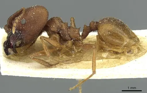 Pheidole claviscapa specimen CASENT0913290 image casent0913290_3
