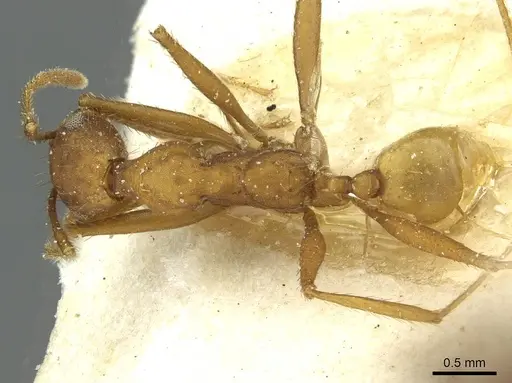 Pheidole claviscapa specimen CASENT0913291 image casent0913291_1