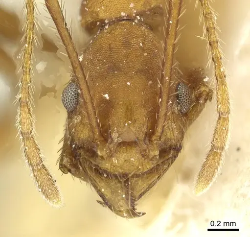 Pheidole claviscapa specimen CASENT0913291 image casent0913291_2