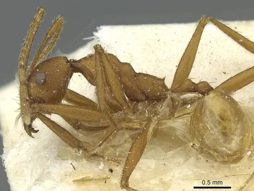 Pheidole claviscapa specimen CASENT0913291 image casent0913291_3