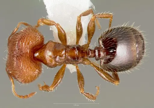 Pheidole clementensis specimen CASENT0005755 image casent0005755_1