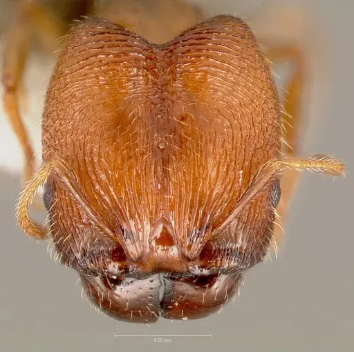 Pheidole clementensis specimen CASENT0005755 image casent0005755_2