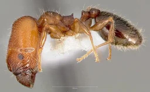 Pheidole clementensis specimen CASENT0005755 image casent0005755_3