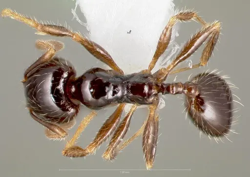 Pheidole clementensis specimen CASENT0005756 image casent0005756_1