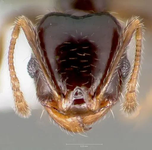 Pheidole clementensis specimen CASENT0005756 image casent0005756_2