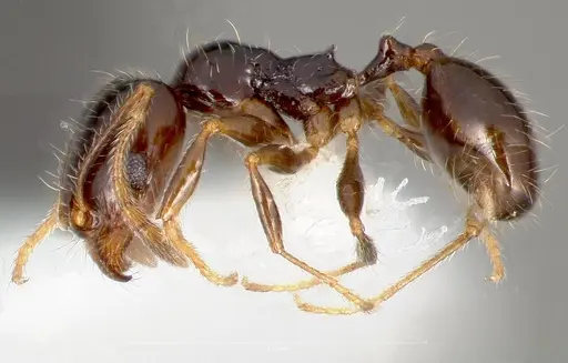 Pheidole clementensis specimen CASENT0005756 image casent0005756_3
