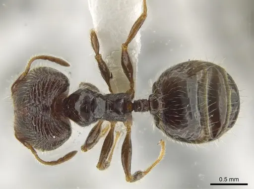 Pheidole clementensis specimen CASENT0619561 image casent0619561_1