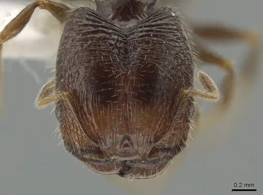 Pheidole clementensis specimen CASENT0619561 image casent0619561_2