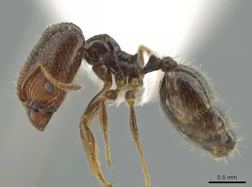 Pheidole clementensis specimen CASENT0619561 image casent0619561_3