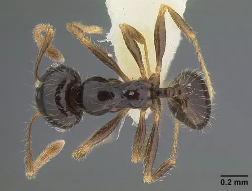 Pheidole clementensis specimen CASENT0844200 image casent0844200_1