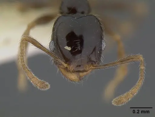 Pheidole clementensis specimen CASENT0844200 image casent0844200_2