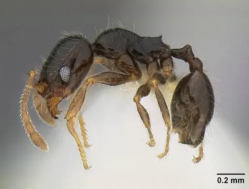 Pheidole clementensis specimen CASENT0844200 image casent0844200_3