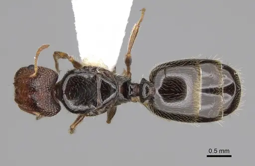 Pheidole clementensis specimen CASENT0862457 image casent0862457_1