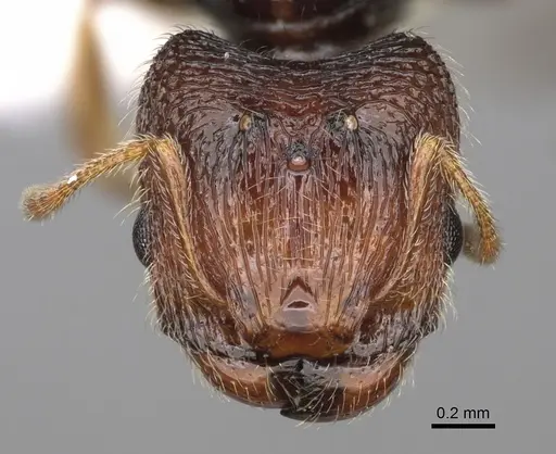 Pheidole clementensis specimen CASENT0862457 image casent0862457_2