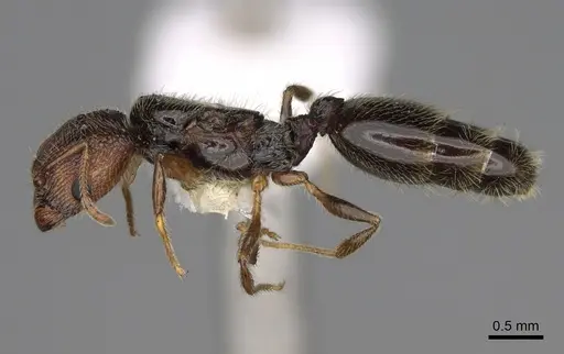 Pheidole clementensis specimen CASENT0862457 image casent0862457_3