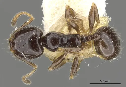 Pheidole clementensis specimen CASENT0901562 image casent0901562_1
