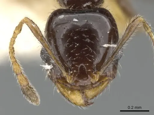Pheidole clementensis specimen CASENT0901562 image casent0901562_2