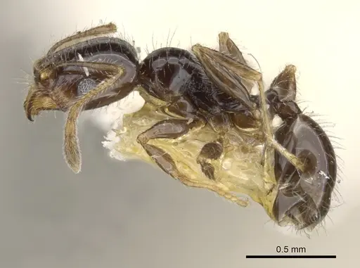 Pheidole clementensis specimen CASENT0901562 image casent0901562_3