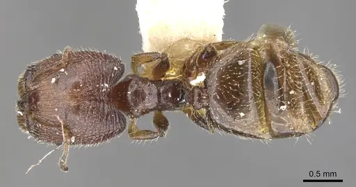 Pheidole clementensis specimen CASENT0901563 image casent0901563_1
