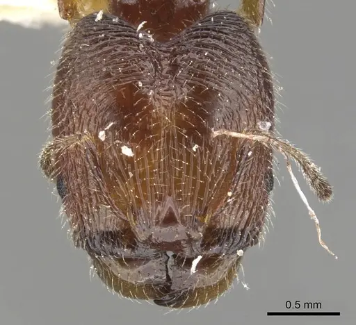 Pheidole clementensis specimen CASENT0901563 image casent0901563_2