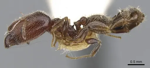 Pheidole clementensis specimen CASENT0901563 image casent0901563_3