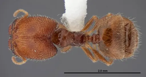 Pheidole clementensis specimen FMNHINS0000083042 image fmnhins0000083042_1