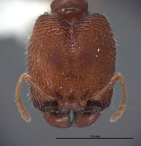 Pheidole clementensis specimen FMNHINS0000083042 image fmnhins0000083042_2