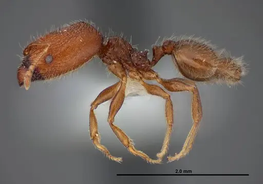 Pheidole clementensis specimen FMNHINS0000083042 image fmnhins0000083042_3