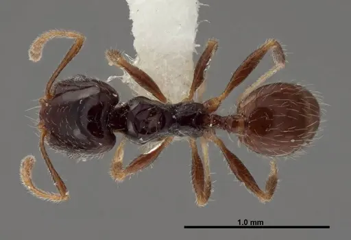 Pheidole clementensis specimen FMNHINS0000083043 image fmnhins0000083043_1