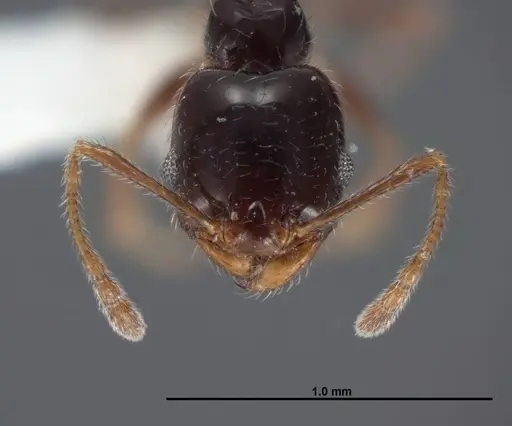 Pheidole clementensis specimen FMNHINS0000083043 image fmnhins0000083043_2