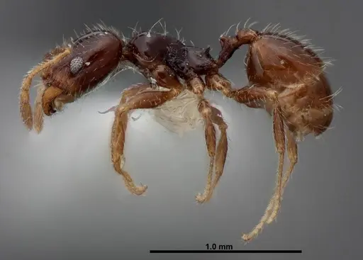 Pheidole clementensis specimen FMNHINS0000083043 image fmnhins0000083043_3